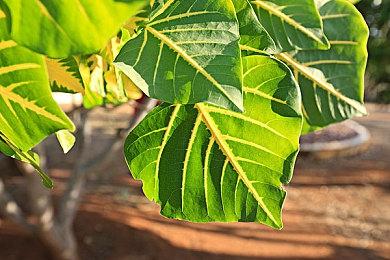 任天堂市场部门当年并不支持《任天堂明星大乱斗》