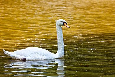 《宝可梦集换式卡牌Pocket》即将加入闪光宝可梦